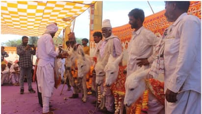 ആണ് കഴുതകളുടെ എണ്ണത്തില് വന് ഇടിവ്; ഗുജറാത്തില് ഹലാരി കഴുതകളുടെ ജനനത്തിനായി പ്രത്യേക ആഘോഷം