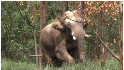 അരിക്കൊമ്പന്‍റെ ആക്രമണം വീണ്ടും;  ചിന്നക്കനാൽ 301 കോളനിയിലെ വീട് ഭാഗികമായി തകർത്തു