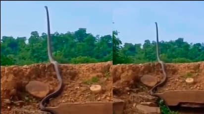 ನೇರವಾಗಿ ನಿಂತ ಹಾವು... ಅಪರೂಪದ ವಿಡಿಯೋ ವೈರಲ್ 