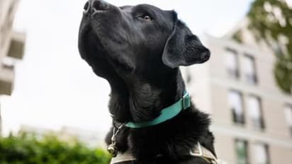 'ഇങ്ങനെയൊരു നായ വീട്ടിലുണ്ടെങ്കില്‍ ഉടമസ്ഥരുടെ ജീവൻ സുരക്ഷിതമാകും'; വീഡിയോ...