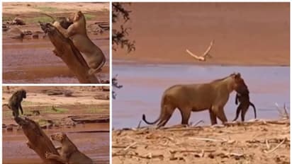 Viral Video: അതിജീവനം ആരുടേത്; ഇരയുടെയോ വേട്ടക്കാരന്റെയോ?; വൈറലായി ഒരു വീഡിയോ