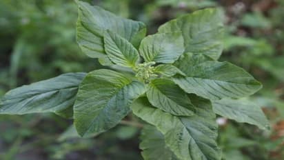 வாரம் இருமுறை இந்த கீரை சாப்பிட்டால்.. வாழ்க்கை முழுக்க கல்லீரல், சிறுநீரகம் பிரச்சனையே கிட்ட வராது..!