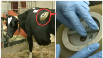 ഈ രാജ്യത്തെ ക്ഷീരകര്ഷകര് പശുക്കളുടെ വയറ്റില് പ്രത്യേക ദ്വാരം ഉണ്ടാക്കുന്നതെന്തിന്?