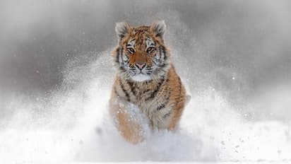 world wilde life day best tiger reserves and national parks of india2