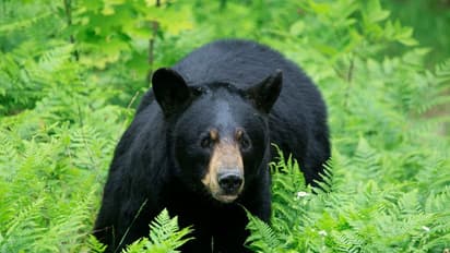 குன்னூர் அருகே கிராம மக்களை 2 மாதங்களாக தூங்கவிடாமல் செய்த கரடி பிடிபட்டது; மக்கள் நிம்மதி