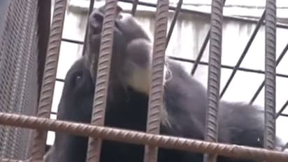 ഓമനിച്ച് വളർത്തിയ നായക്കുട്ടി, കഴിച്ചിരുന്നത് രണ്ട് ബക്കറ്റ് ന്യൂഡിൽസ്! ഒടുവിൽ വളർന്നപ്പോള്‍ മറ്റൊരു ജീവി