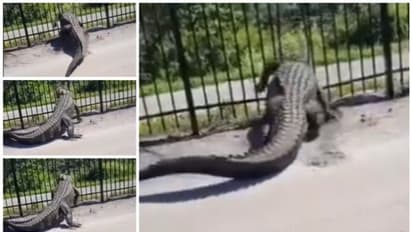 Viral Video: 'ഇതൊക്കെ എന്ത്?'; ഇരുമ്പ് വേലി നിഷ്പ്രയാസം പൊളിച്ച് കളയുന്ന മുതലയുടെ വീഡിയോ വൈറല്!