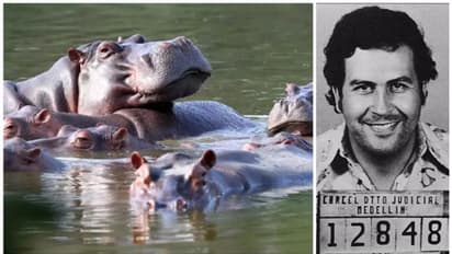 പെറ്റുപെരുകി 'കൊക്കെയ്ൻ ഹിപ്പോകൾ', പ്രതിസന്ധിയിൽ കൊളംബിയ, തെരുവുകളടക്കം കയ്യടക്കി എസ്കോബാറിന്റെ ഹിപ്പോകൾ