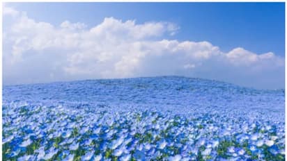 'സ്വർഗ്ഗത്തിലെ പൂക്കൾ': കാഴ്ചക്കാരുടെ കണ്ണ് തള്ളിക്കുന്ന നീലത്താഴ്വാര; വീഡിയോ കാണാം