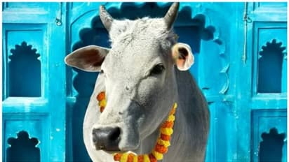 Astro Tips: பசுவிற்கு இப்படி உணவளிக்கவும்; ஒரே இரவில் கோடீஸ்வர் ஆவீர்கள்.!!