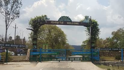 ಬಂಡೀಪುರ ರಾಷ್ಟ್ರೀಯ ಉದ್ಯಾನವನದಲ್ಲಿ 40 ಕೋಟಿ ರು. ಭ್ರಷ್ಟಾಚಾರ ಆರೋಪ: ತನಿಖೆಗೆ ಪಿಸಿಸಿಎಫ್ ಆದೇಶ