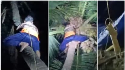 നാല് ദിവസമായി കാണാനില്ല; 35 അടിയോളം പൊക്കമുള്ള തെങ്ങിൻ മുകളിൽ കരച്ചില്‍, ഒടുവില്‍ പൂച്ചയെ താഴെയെത്തിച്ചു