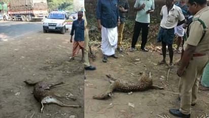 പെരുമ്പാവൂരിൽ പുള്ളിമാൻ ചത്തനിലയിൽ: വാഹനമിടിച്ച് ചത്തതെന്ന് സംശയം 