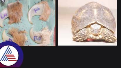 ಹುಲಿ ಉಗುರು, ನಕ್ಷತ್ರ ಆಮೆ ಮಾರಾಟಕ್ಕೆ ಯತ್ನ: ಇಬ್ಬರ ಬಂಧನ