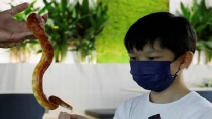 ചായ കുടിക്കാൻ കമ്പനിക്ക് പാമ്പുകളും പല്ലികളും; മലേഷ്യയിലെ ഈ വേറിട്ട കഫേയെക്കുറിച്ച് കേട്ടിട്ടുണ്ടോ?