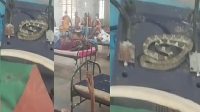 ஆசாரிப்பள்ளம் அரசு மருத்துவமனைக்குள் புகுந்த நல்ல பாம்பு... இணையத்தில் வீடியோ வைரலானதால் பரபரப்பு!!