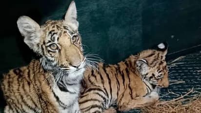 വീട്ടുവളപ്പില് കടുവക്കുഞ്ഞുങ്ങള്; അത്ഭുതത്തോടെ ഗ്രാമത്തിലുള്ളവര്- വീഡിയോ