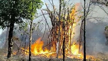 വേനൽ കടുത്തതോടെ കാട്ടുതീ ഭീഷണിയിൽ വയനാട്ടിലെ വനമേഖലകൾ; വെല്ലുവിളിയായി പ്രതിരോധ സംവിധാനങ്ങളിലെ ന്യൂനത 