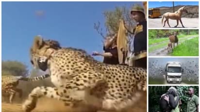 Viral Video: വെടിയുണ്ട പോലെ പായുന്ന മൃഗങ്ങള്‍; സാതന്ത്ര്യം എന്താണെന്നറിയാന്‍ ഈ വീഡിയോ കാണൂ !