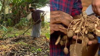 വിൽക്കാൻ വിപണിയില്ല, പത്തനംതിട്ടയിൽ യുവകർഷകൻ കൃഷി ചെയ്ത മുന്നൂറ് കിലോ മഞ്ഞൾ വെറുതെ കിടന്നു നശിക്കുന്നു 
