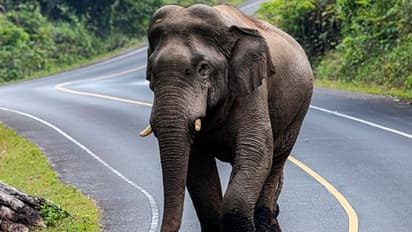 കാട്ടിലും നാട്ടിലും രക്ഷയില്ല, ആനകളുടെ എണ്ണത്തിൽ വൻകുറവ്; കേരളത്തിൽ നാട്ടാനകൾ 416 മാത്രം!