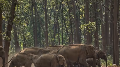 കാട്ടാനകളെ തുരത്തിയില്ലെങ്കിൽ ദേശിയ പാത ഉപരോധിക്കുമെന്ന മുന്നറിയിപ്പുമായി കല്ലാറിലെ കര്‍ഷകര്‍