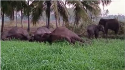 വൈദ്യുതി വേലി ദുരന്തമായി, 3 കാട്ടാനകൾക്ക് ജീവൻ നഷ്ടം, സങ്കട കാഴ്ചയായി മാറാതെ കുട്ടിയാനകൾ; ഫാം ഉടമ അറസ്റ്റിൽ