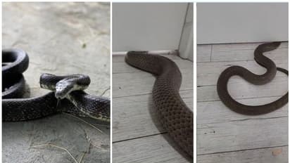 വാതിലിന് അടിയിലും തറയ്ക്ക് ഇടയിലൂടെയുമുള്ള വിടവിലൂടെ വീട്ടിനകത്തേക്ക് എത്തുന്ന പാമ്പ്