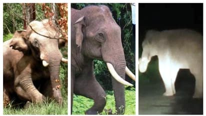 മൂന്നാറിൽ ജനവാസ മേഖലയില്‍ അരികൊമ്പന്റേയും ചക്കകൊമ്പന്റേയും വിളയാട്ടം; ഒപ്പം പടയപ്പയും; വീഡിയോ