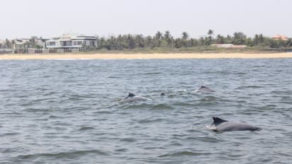 சென்னை கடற்கரையில் இந்தோ-பசிபிக் ஹம்ப்பேக் டால்பின்கள்... இணையத்தில் வைரலாகும் புகைப்படம்!!