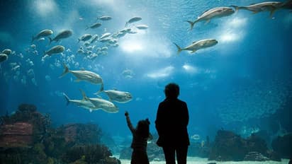 ഈ രാജ്യത്ത് പത്തിൽ എട്ടുപേരും വിവാഹമോചിതരാണ്; അത്ഭുതപ്പെടുത്തുന്ന കാരണങ്ങൾ !