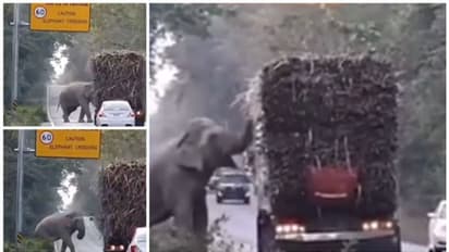 Viral Video: കാടിന്റെ സ്വന്തം ടാക്സ് കലക്റ്റര്; കരിമ്പ് ലോറികള് തടഞ്ഞ് നിര്ത്തി കരിമ്പെടുക്കുന്ന ആന !