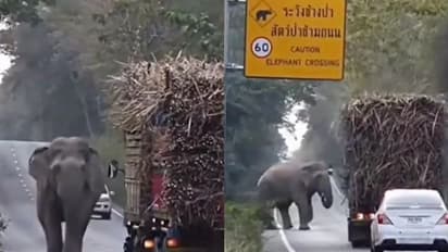 'ആരാണ് ടോള് പിരിക്കാൻ നില്ക്കുന്നതെന്ന് നോക്കിക്കേ'; കിടിലൻ വീഡിയോ...