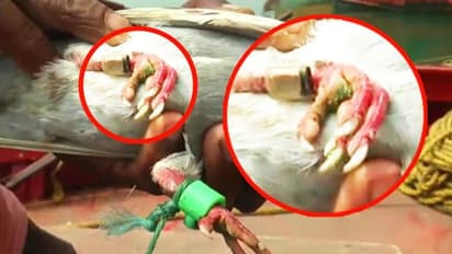 കാലിൽ ക്യാമറയും ചിപ്പും, ചിറകിനടിയിൽ അജ്ഞാതമായ ഭാഷയിലെഴുതിയ കുറിപ്പ്; പ്രാവിന്‍റെ പിന്നിലെ രഹസ്യം തേടി പൊലീസ്