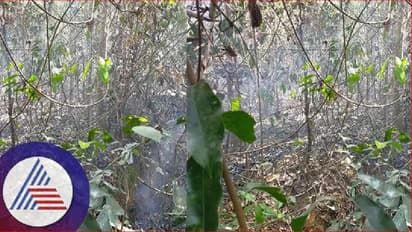 Forest fire: ನೆರಿಯ, ಉಜಿರೆ ಅರಣ್ಯ ಪ್ರದೇಶಗಳಲ್ಲಿ ಬೆಂಕಿ ಅನಾಹುತ 