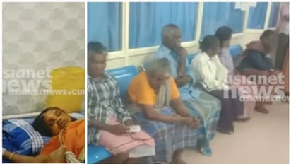 തൊഴിലുറപ്പ് തൊഴിലാളികൾക്ക് തേനീച്ച കുത്തേറ്റു; ആക്രമണത്തിൽ ഗുരുതര പരിക്കേറ്റ വളർത്തുനായ ചത്തു