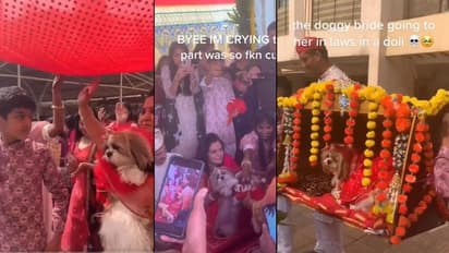 ಅಬ್ಬಬ್ಬಾ ನಾಯಿಗಳಿಗೂ ಅದ್ದೂರಿ ಮದ್ವೆ : ಊರಿಗೆಲ್ಲಾ ಊಟ ಹಾಕಿದ ಮನೆ ಮಂದಿ