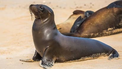 ബീച്ചിലെത്തിയ കുട്ടി കടൽ സിംഹത്തെ കല്ല് പെറുക്കിയെറിഞ്ഞു, ഇപ്പോൾ സ്ഥലം വിടണമെന്ന് ലൈഫ്ഗാർഡ്