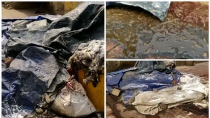 പുഴുവരിക്കുന്ന അറവുശാല മാലിന്യം കൂട്ടിയിട്ട നിലയിൽ, കലൂരിലെ കോര്പ്പറേഷൻ അറവുശാലയിലെ മാലിന്യം നീക്കം നിലച്ചു