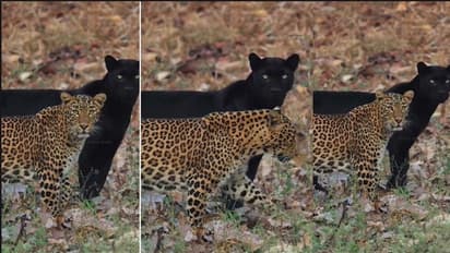 ಜೊತೆಯಾಗಿ ಸಾಗುತ್ತಿರುವ ಚಿರತೆ, ಬ್ಲಾಕ್ ಪಾಂಥೆರ್ : ಅಪರೂಪದ ವಿಡಿಯೋ ವೈರಲ್