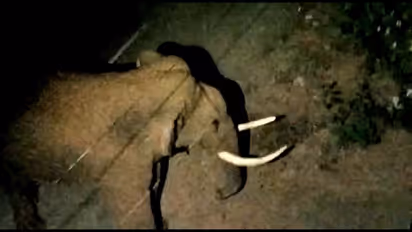 கோவையில் தாக்க வந்த யானை குழந்தையின் அழுகுரலை கேட்டு திரும்பி சென்ற அதிசயம்