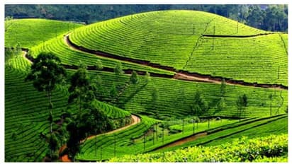 ചുരക്കുളം എസ്റ്റേറ്റിലെ തോട്ടഭൂമി തിരിച്ചു പിടിക്കാനുള്ള നടപടി തുടങ്ങി റവന്യൂ വകുപ്പ്