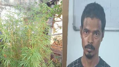 வீட்டில் கஞ்சா செடி வளர்த்த வடமாநில இளைஞர் கைது… 2 கிலோ கஞ்சா செடி பறிமுதல்!!