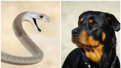 സോഫയ്ക്കടിയില്‍ വിഷ പാമ്പ്, ഉടമസ്ഥന്‍റെ ജീവന്‍ രക്ഷിച്ച് നായ, നായയുടേത് ഉടമയും; വൈറലായി ഒരു കുറിപ്പ്