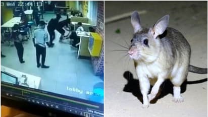 ഭക്ഷണം കഴിച്ചുകൊണ്ടിരിക്കെ എട്ടുവയസ്സുകാരനെ പെരുച്ചാഴി കടിച്ചു; സ്ഥാപനത്തിനെതിരെ കേസെടുത്ത് പൊലീസ് -വീഡിയോ