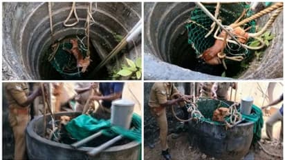 30 അടി ആഴമുള്ള കിണറ്റിൽ തെരുവുനായ വീണു; രക്ഷകരായി അഗ്നിരക്ഷാ സേന; വീഡിയോ