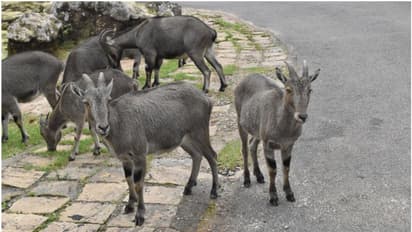 രാജമലയ്ക്ക് സന്തോഷകാലം, ഒന്നര മാസത്തിൽ പിറന്നത് 80 വരയാടിന്‍ കുഞ്ഞുങ്ങള്‍, കഴിഞ്ഞ തവണത്തേക്കാൾ മുന്നേറുമോ? 