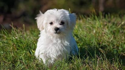 നിർത്താതെ കുരച്ചു, ഉറങ്ങാൻ സമ്മതിക്കുന്നില്ല, അയൽക്കാരുടെ നായയെ ജീവനോടെ കുഴിച്ചുമൂടി 82 -കാരി