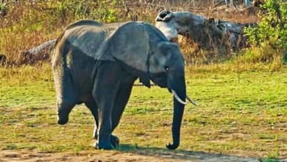 മൂന്ന് കാലുകൾ മാത്രമുള്ള ആന, അതിജീവനത്തിനായുള്ള പോരാട്ടത്തിന്റെ കഥ വൈറൽ!