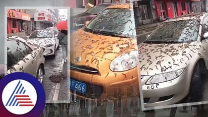 ಚೀನಾದಲ್ಲಿ ಇದೆಂತಾ ಮಳೆ, ಆಕಾಶದಿಂದ ಮಳೆಯಂತೆ ಬಿತ್ತು ಕಂಬಳಿಹುಳಗಳು!